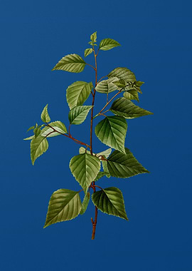 Black Birch on Blue