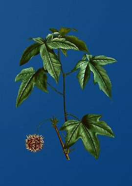 American Sweetgum on Blue