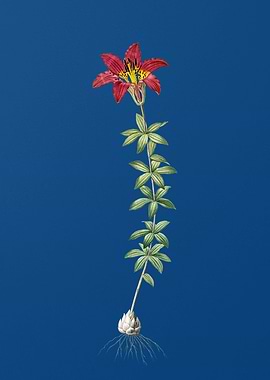 Wood Lily on Classic Blue