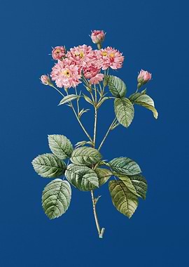 Vintage Pink Rosebush