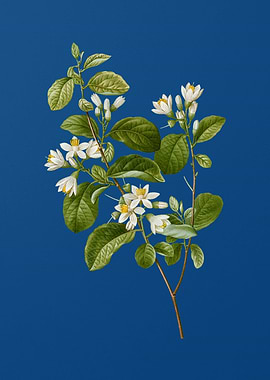 Blooming Snowdrop Bush