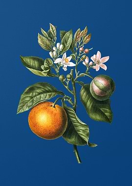 Bitter Orange on Blue