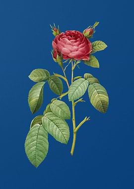 Red Gallic Rose on Blue
