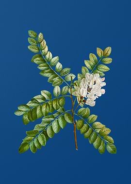 Clammy Locust on Blue