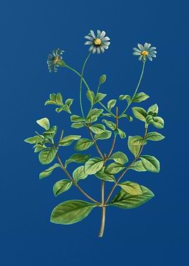 Blue Marguerite Plant