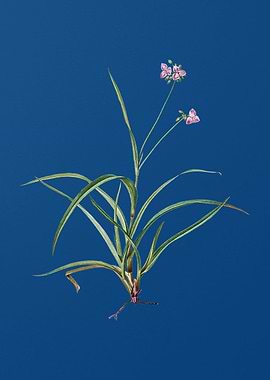 Spiderwort on Classic Blue