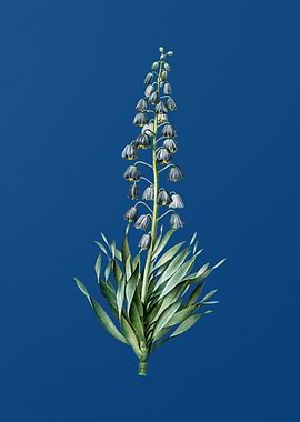 Persian Lily on Blue