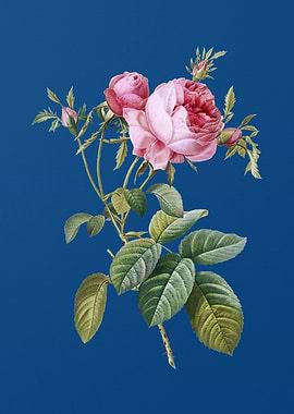 Pink Cabbage Rose de Mai