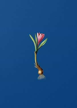 Spring Meadow Saffron