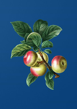 Vintage Apple on Blue