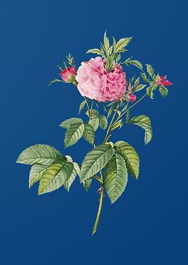 Pink Agatha Rose on Blue