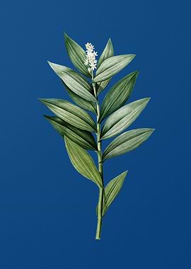 Smilacina Stellata on Blue