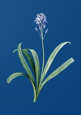 Spanish Bluebell on Blue