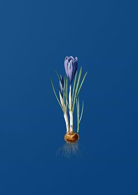 Spring Crocus on Blue