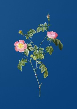 Pink Austrian Copper Rose