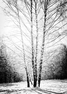 Cloud Of Light And Frost