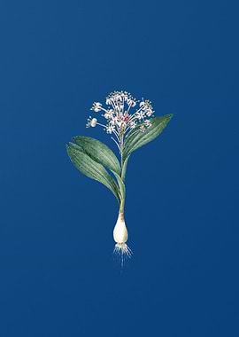 Vintage Pygmy Hyacinth