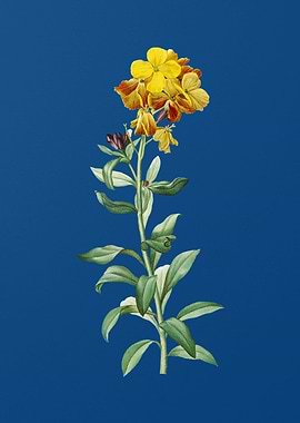 Yellow Wallflower Bloom