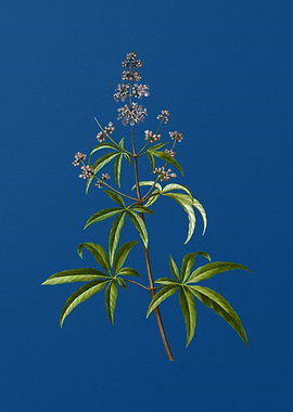 Chaste Tree on Blue