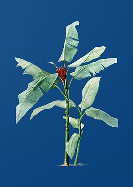 Scarlet Banana on Blue