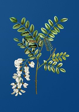 Black Locust on Blue