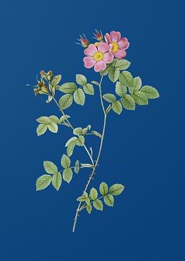 Pink Sweetbriar Roses