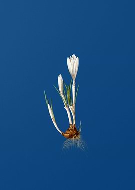 Spring Crocus on Blue