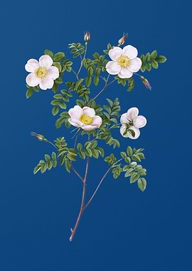 White Candolles Rose