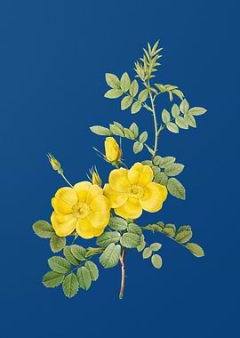 Yellow Sweetbriar Roses