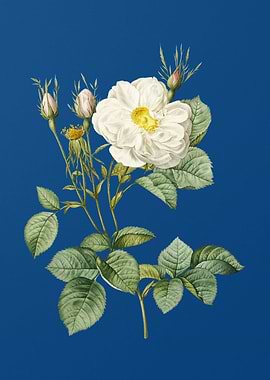 White Rose of York on Blue