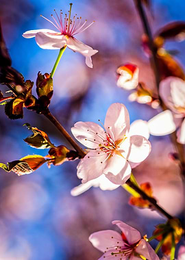 Gorgeous Sakura Blossoms