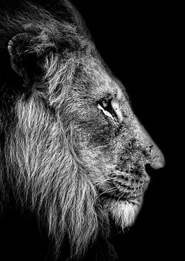 wild lion head black