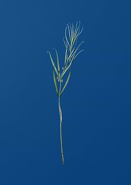 Siberian Solomons Seal