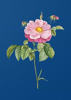 Speckled Provins Rose