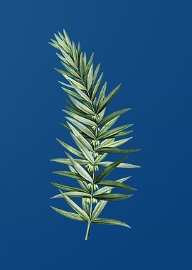 Whorled Solomons Seal