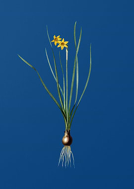 Rush Leaf Jonquil on Blue