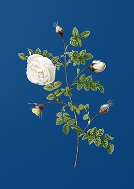 Silver Hispid Rose on Blue