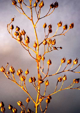 The Tree Of Life Vertical