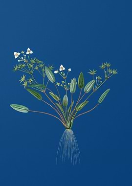 Starfruit on Classic Blue