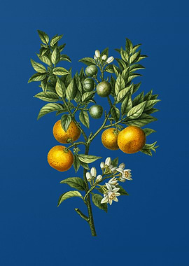 Bitter Orange on Blue