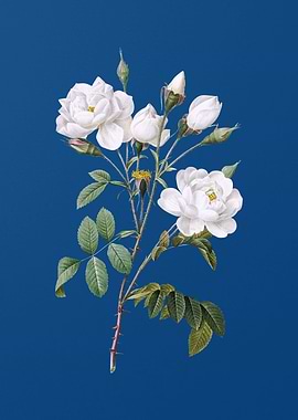 Vintage White Rose on Blue