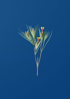 Witsenia Maura on Blue