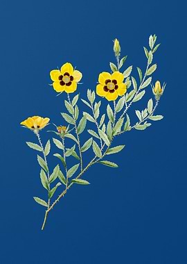 Vintage Rosa Persica