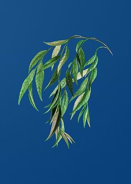 Babylon Willow on Blue