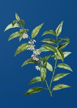 Andromeda Acuminata Bloom