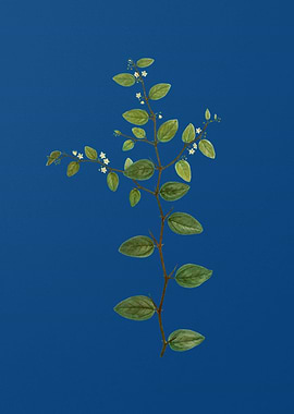 Christs Thorn on Blue