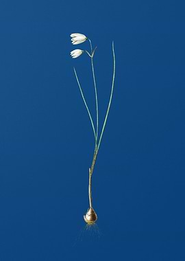 Snowbell on Classic Blue