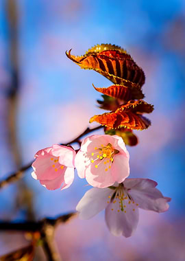 Charming Sakura Blossoms