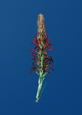 Pitcairnia Latifolia