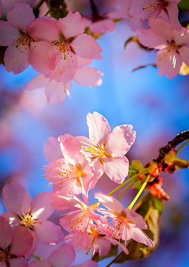 Sunlight On Sakura Flowers